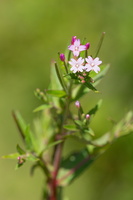 Epilobe à feuilles d'Alsine (Epilobium alsinifolium)
