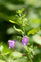 Galéopsis douteux (Galeopsis segetum)