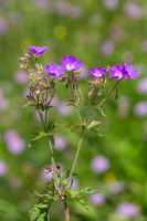 Géranium des bois (Geranium sylvaticum) 1