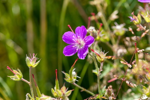 Géranium des bois (Geranium sylvaticum) 2