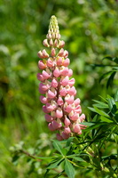 Lupin à plusieurs feuilles (Lupinus x regalis) 2