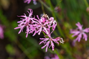 Lychnis fleur-de-coucou (Lychnis flos-cuculi) 2