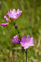 Mauve musquée (Malva moschata)