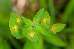 Euphorbe douce (Euphorbia dulcis) 1