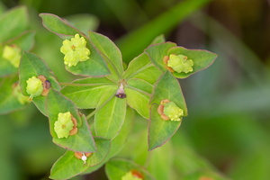 Euphorbe douce (Euphorbia dulcis) 2
