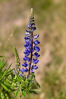 Lupin à plusieurs feuilles (Lupinus x regalis) 1