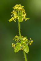 Gaillet croisette (Cruciata laevipes)