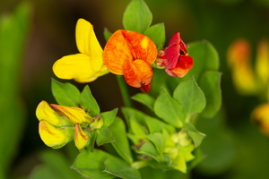 Lotier corniculé (Lotus corniculatus) 1