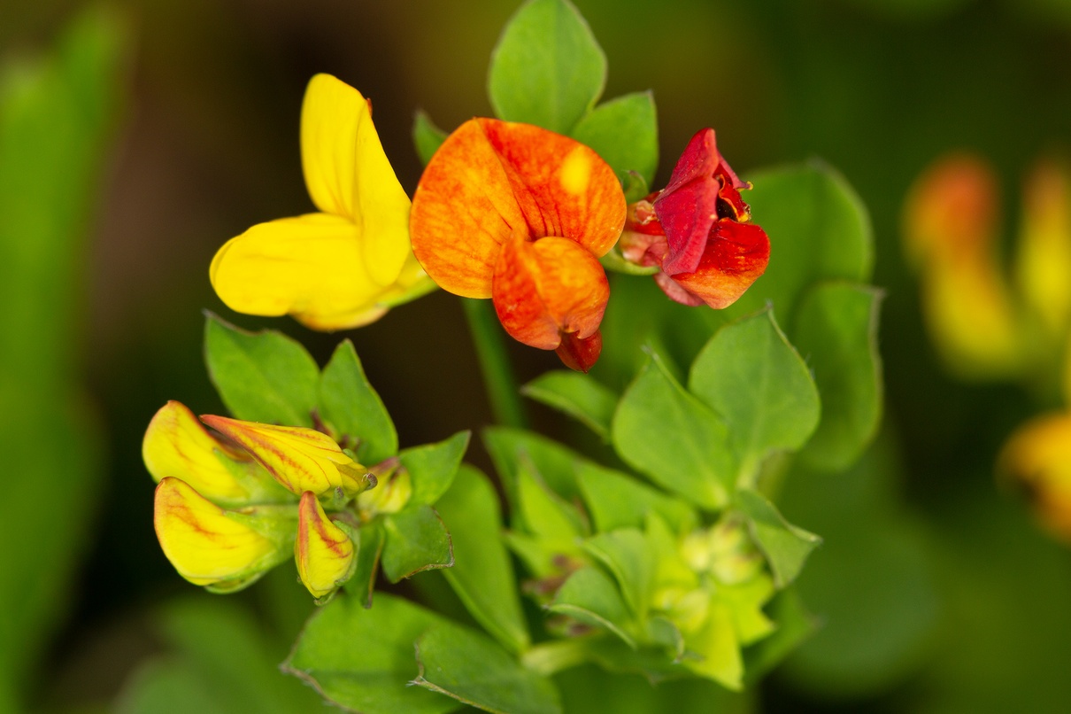 Lotier corniculé (Lotus corniculatus) 1.jpg