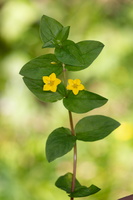Lysimaque des bois (Lysimachia nemorum)