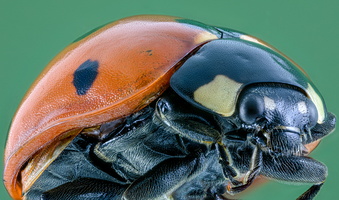 Coccinelle à 7 points (Coccinella septempunctata)