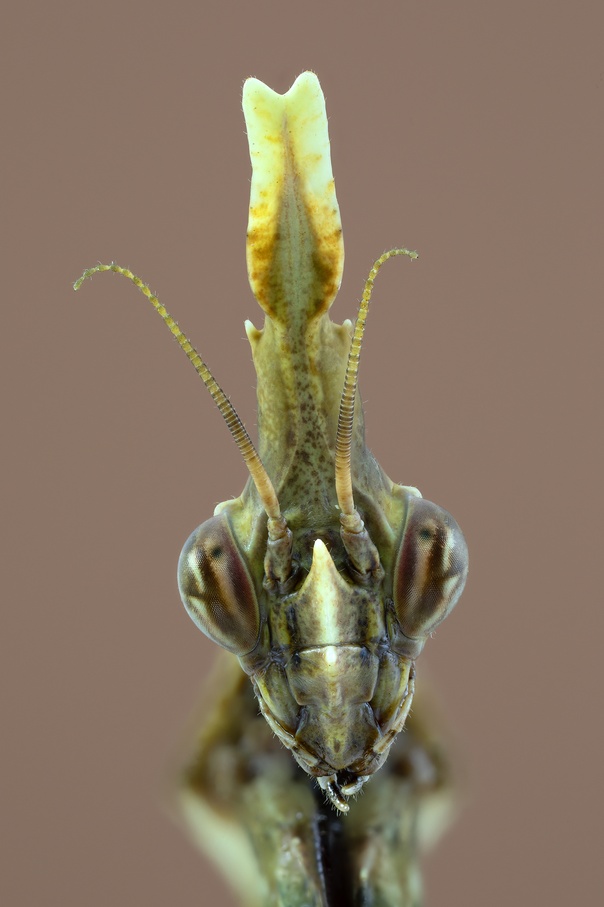 Empuse pennée - Diablotin (Empusa pennata)  03.jpg