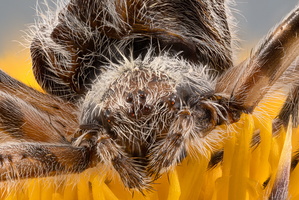 Epeire de velours (Agalenatea redii)