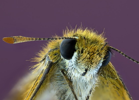 Hespérie du chiendent (Thymelicus acteon)