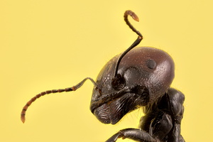 Messor barbarus - photo 1