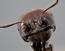 Messor barbarus - photo 2