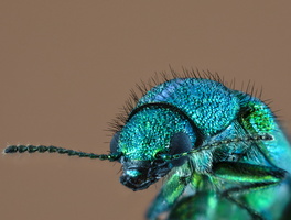 Psilothrix vert (Psilothrix viridicoerulea)