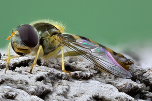 Syrphe porte-plume (Sphaerophoria scripta)