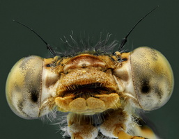 Leste brun (Sympecma fusca)