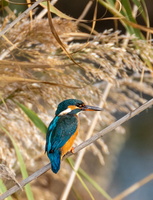 Martin-pêcheur d'Europe (Alcedo atthis) 2