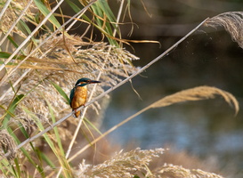 Martin-pêcheur d'Europe (Alcedo atthis) 1