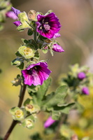 Mauve royale (Malva arborea) 2