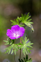 Géranium noueux (Geranium nodosum) - photo 3