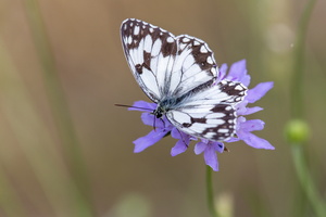 Echiquier d'Occitanie (Melanargia occitanica) 3