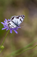 Echiquier d'Occitanie (Melanargia occitanica) 4