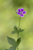 Géranium noueux (Geranium nodosum) 5