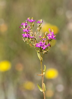 Erythrée du littoral (Centaurium littorale)