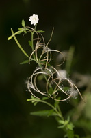 Epilobe cilié (Epilobium ciliatum)