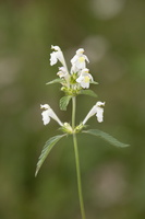 Galéopsis des champs (Galeopsis segetum)
