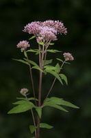 Eupatoire à feuilles de chanvre (Eupatorium cannabinum) 1