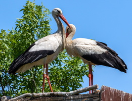 Cigogne blanche 1