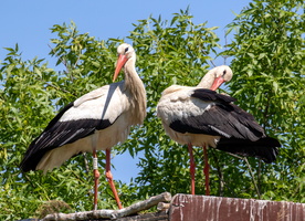 Cigogne blanche 2