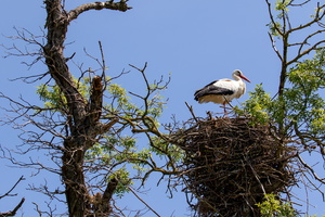 Cigogne blanche 3