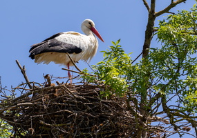 Cigogne blanche 4