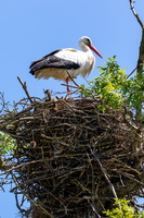 Cigogne blanche 5