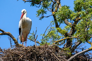 Cigogne blanche 6