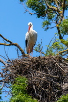 Cigogne blanche 7