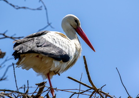 Cigogne blanche 8