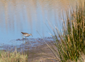 Bécassine des marais (Gallinago gallinago)