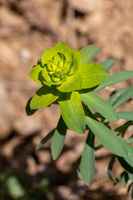 Euphorbe de Nice (Euphorbia nicaeensis)