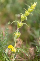 Lychnite (Phlomis lychnitis) 1