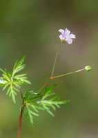 Géranium colombin (Geranium columbinum)