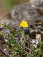 Fumana fausse bruyère (Fumana ericoides)