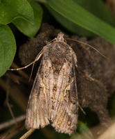 Fausse-arpenteuse du chou (Trichoplusia ni) 1