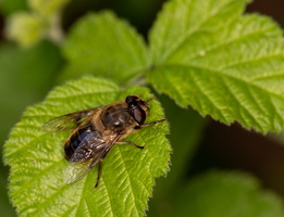 Eristale gluante (Eristalis tenax) 2