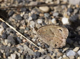 Faune (Hipparchia statilinus)